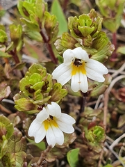 Euphrasia laingii