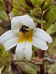 Euphrasia laingii