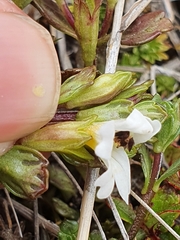 Euphrasia laingii