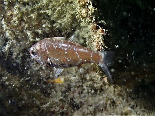 Coral siphonfish (Siphamia corallicola) — Apogonidae — 5