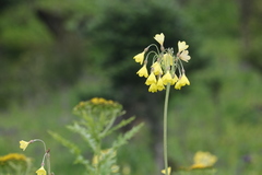 Primula sikkimensis