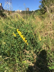 Crotalaria trichotoma