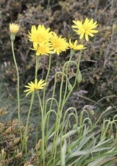 Microseris lanceolata