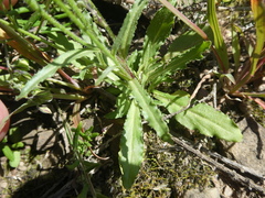 Wahlenbergia androsacea