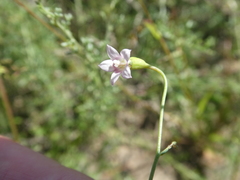 Wahlenbergia androsacea