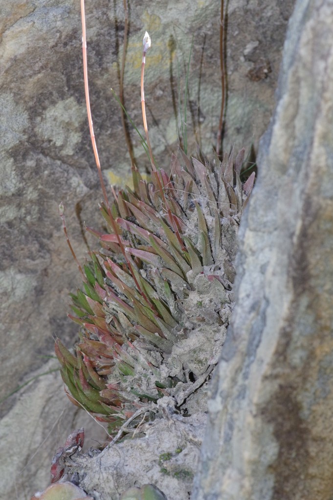 Haworthia angustifolia