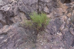 Muehlenbeckia diclina