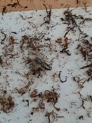 Pseudicius encarpatus