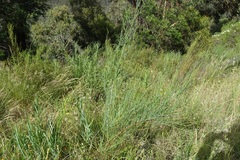 Muehlenbeckia diclina