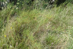 Muehlenbeckia diclina