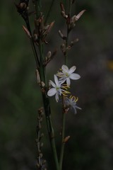 Anthericum