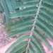 Acacia irrorata - Photo (c) Thomas Mesaglio, algunos derechos reservados (CC BY), subido por Thomas Mesaglio