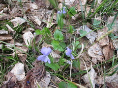 Viola rupestris