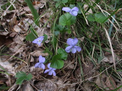 Viola rupestris
