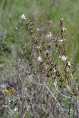 Anthericum