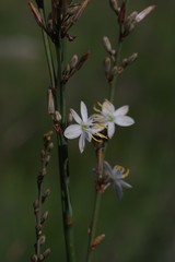 Anthericum