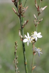 Anthericum