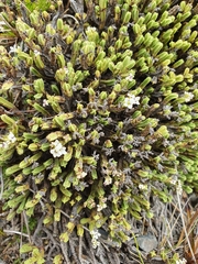 Veronica tetrasticha