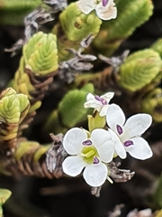 Veronica tetrasticha