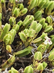 Veronica tetrasticha