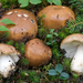 Russula mustelina - Photo (c) Federico Calledda, some rights reserved (CC BY-NC), uploaded by Federico Calledda