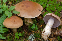 Cortinarius caninus