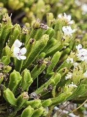 Veronica tetrasticha