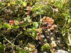 Crassula simulans