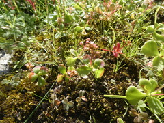 Crassula simulans