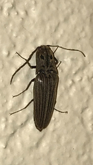 Thoramus perblandus