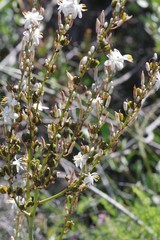 Anthericum