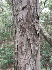 Alectryon ramiflorus