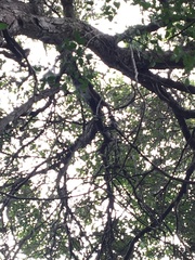 Alectryon ramiflorus