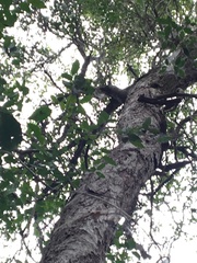 Alectryon ramiflorus