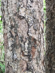 Alectryon ramiflorus