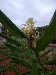 Hedychium flavescens