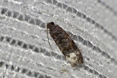 Hystrichoscelus spathanum