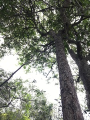 Alectryon ramiflorus