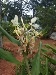 Hedychium flavescens