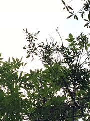 Alectryon ramiflorus