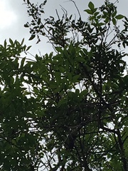 Alectryon ramiflorus