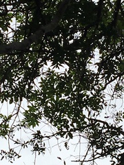 Alectryon ramiflorus