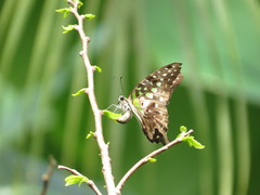 Graphium agamemnon