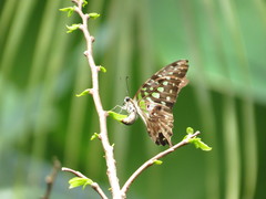 Graphium agamemnon
