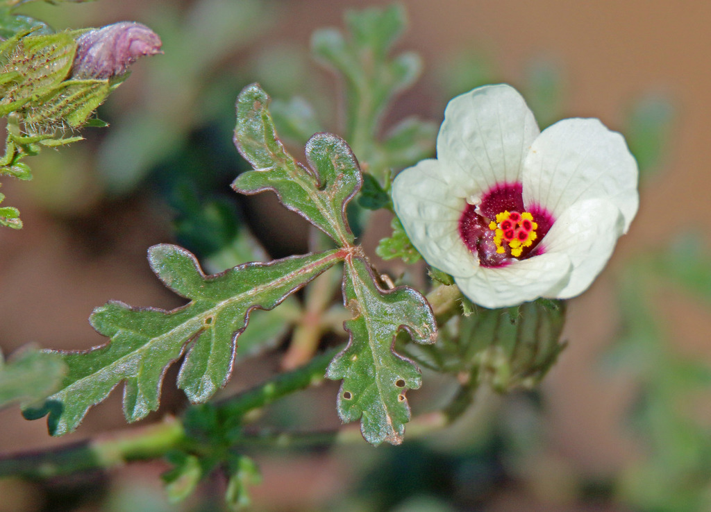 bladder ketmia (Hibiscus trionum) · iNaturalist NZ