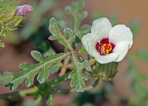 flower-of-an-hour
