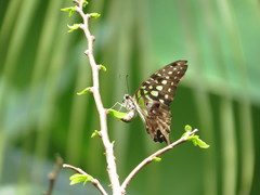 Graphium agamemnon
