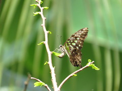 Graphium agamemnon