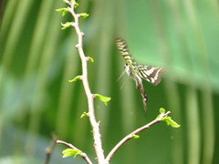 Graphium agamemnon