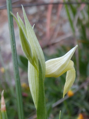 Serapias lingua subsp. stenopetala image